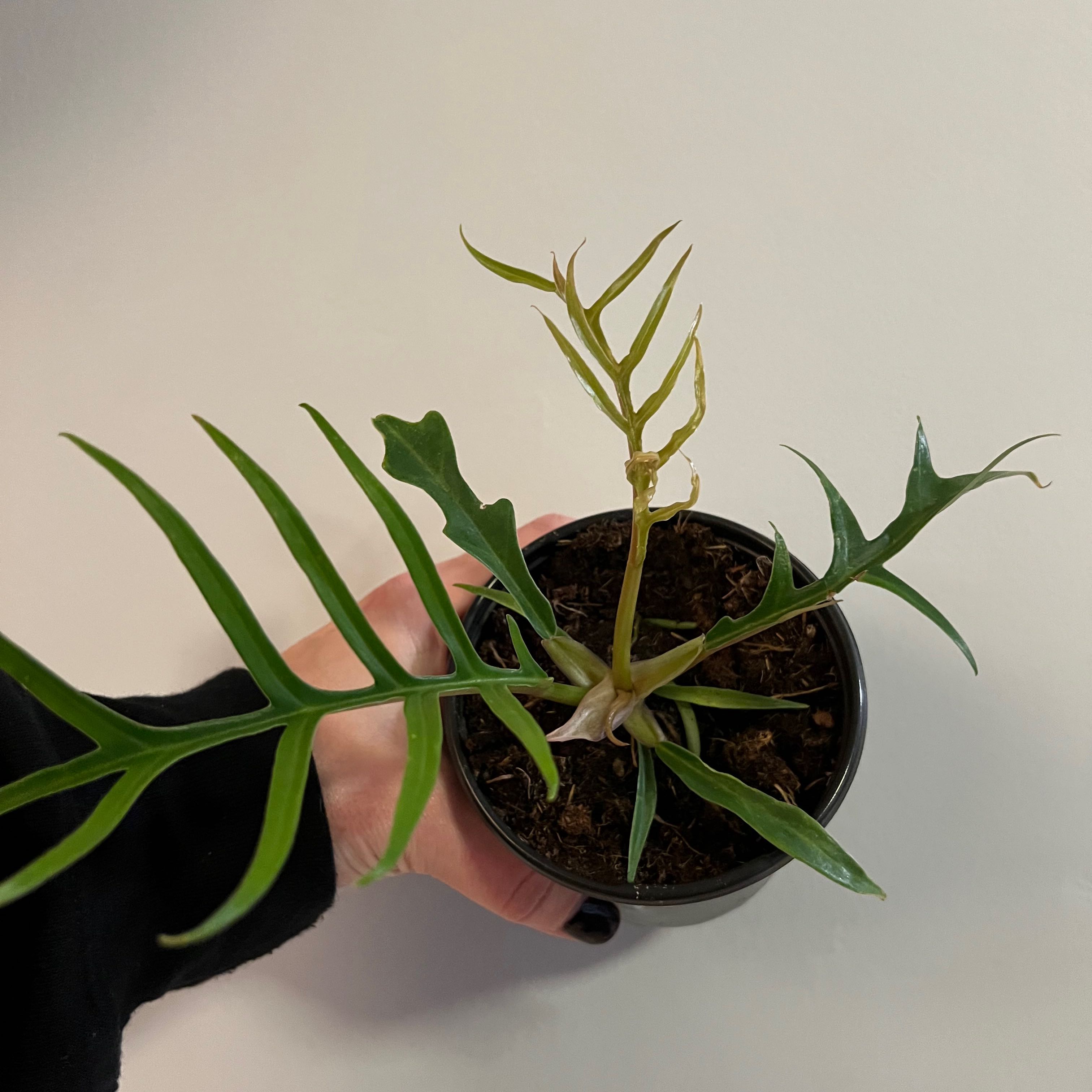 Philodendron tortum plant in a small pot with some yellowing leaves, held by a hand.