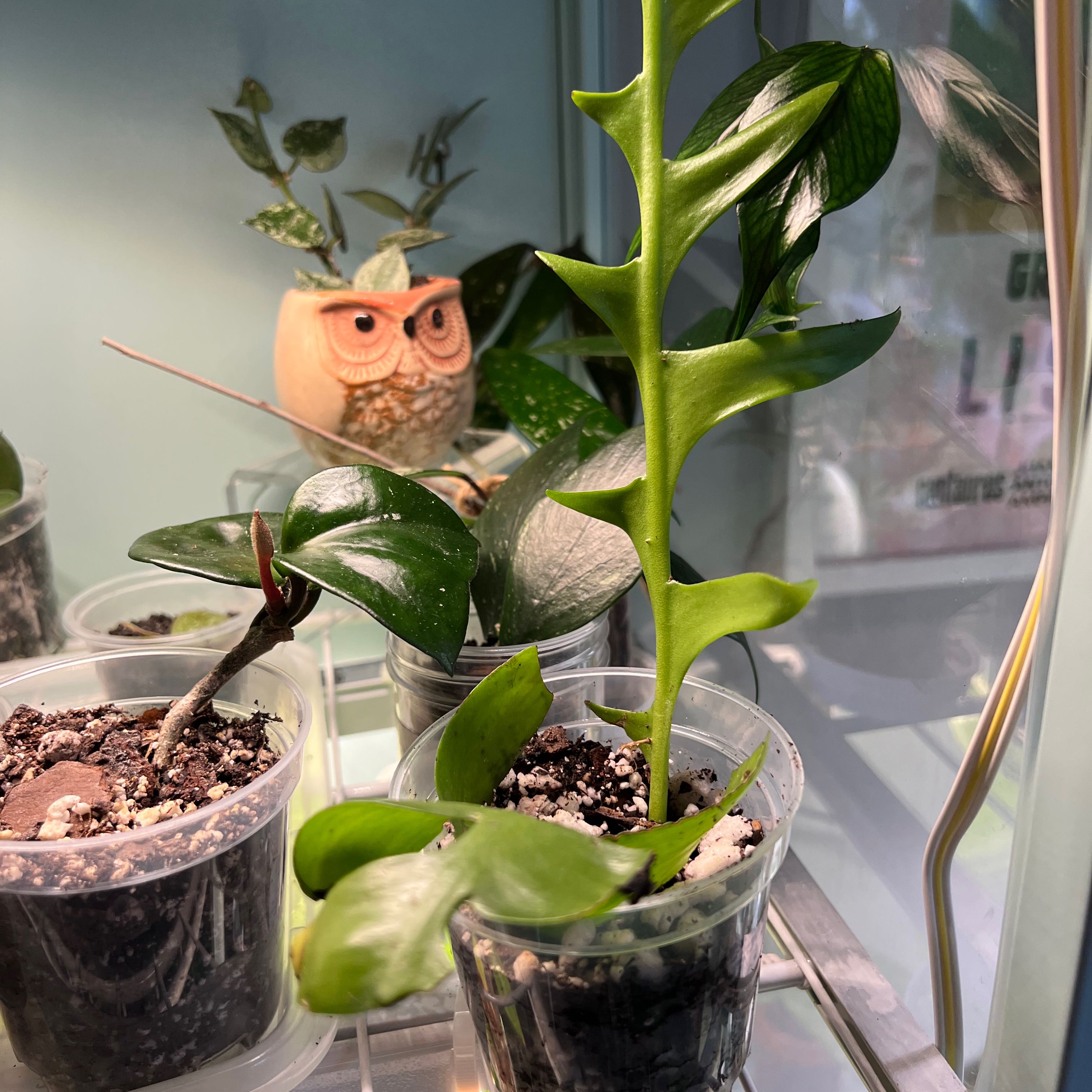 Shark fin cactus in a small plastic pot with visible soil and other plants in the background.