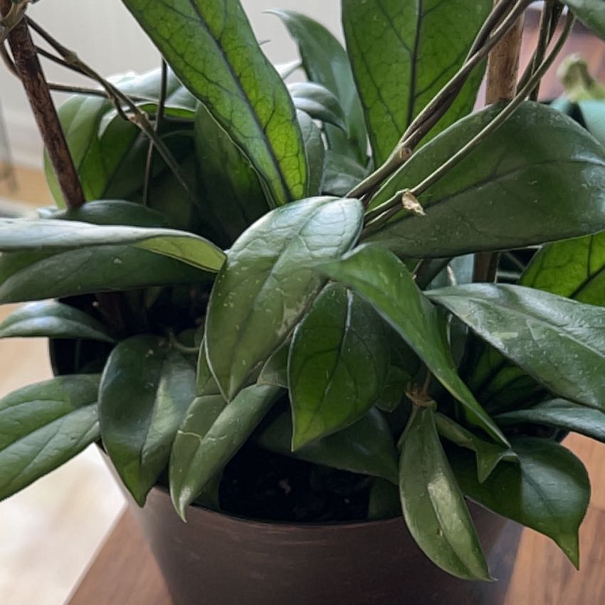 Hoya crassipetiolata plant with healthy green leaves in a black pot.