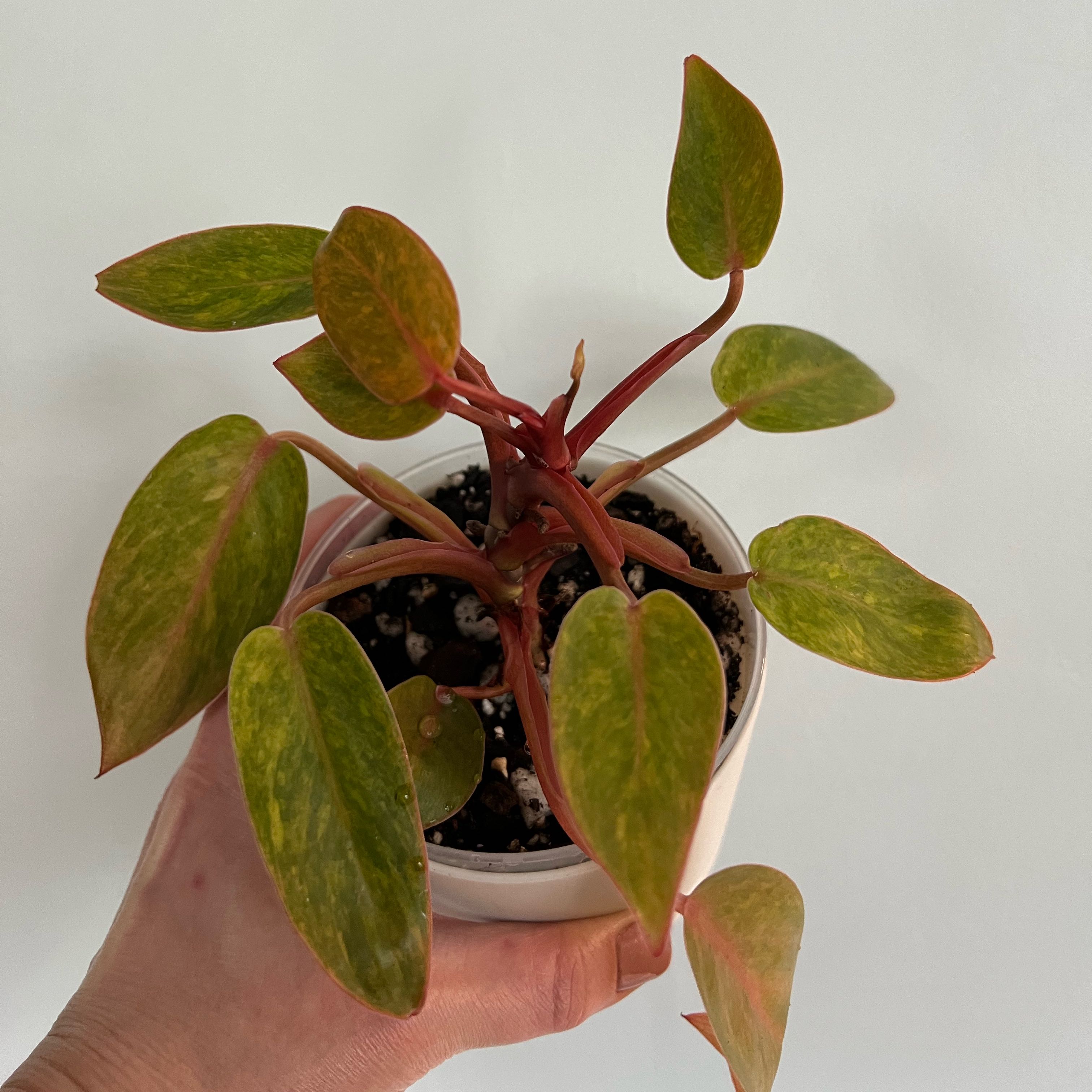 Philodendron 'Painted Lady' plant in a white pot held by a hand, showing vibrant green leaves.