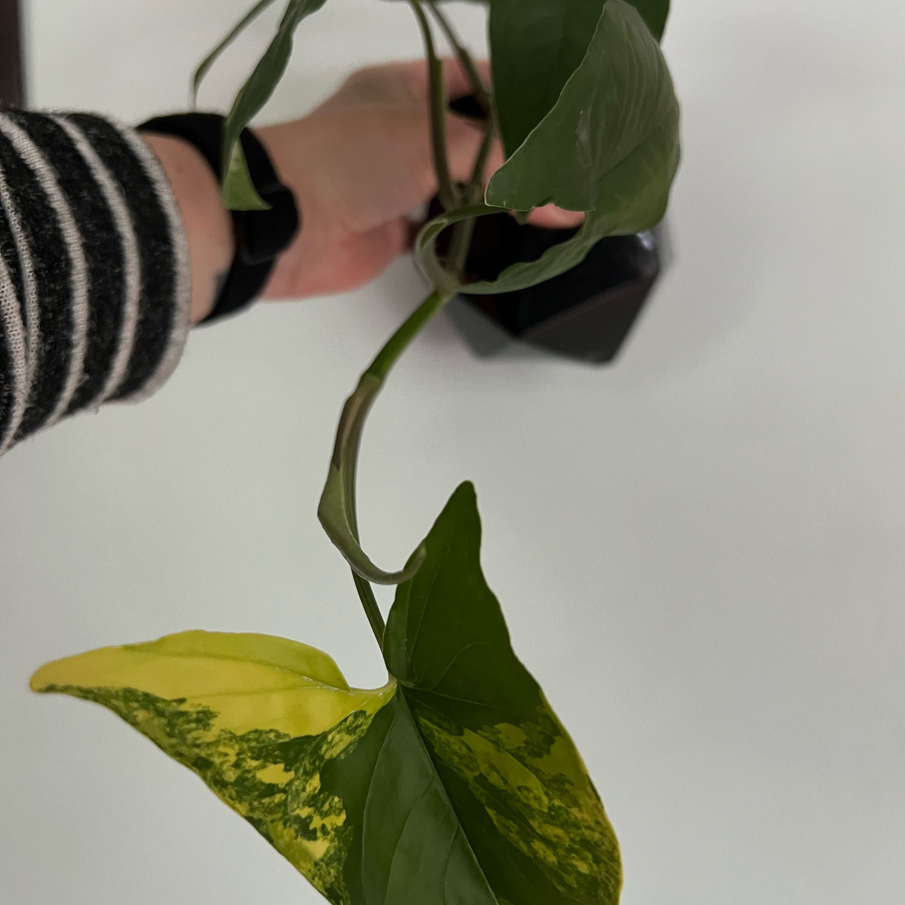 Syngonium aurea plant with green and yellow leaves, held by a person.