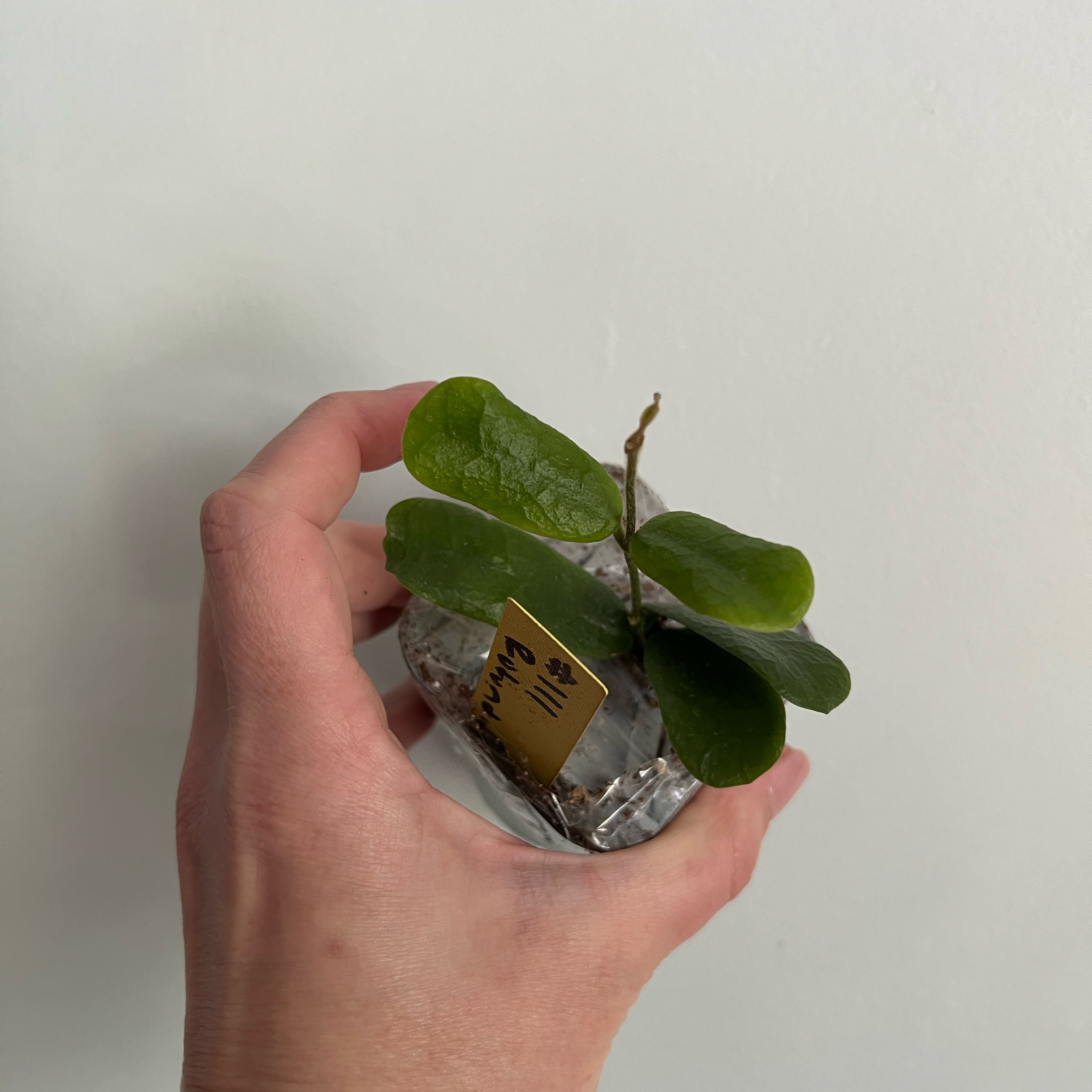 A healthy Hoya rotundiflora plant being held by a hand.