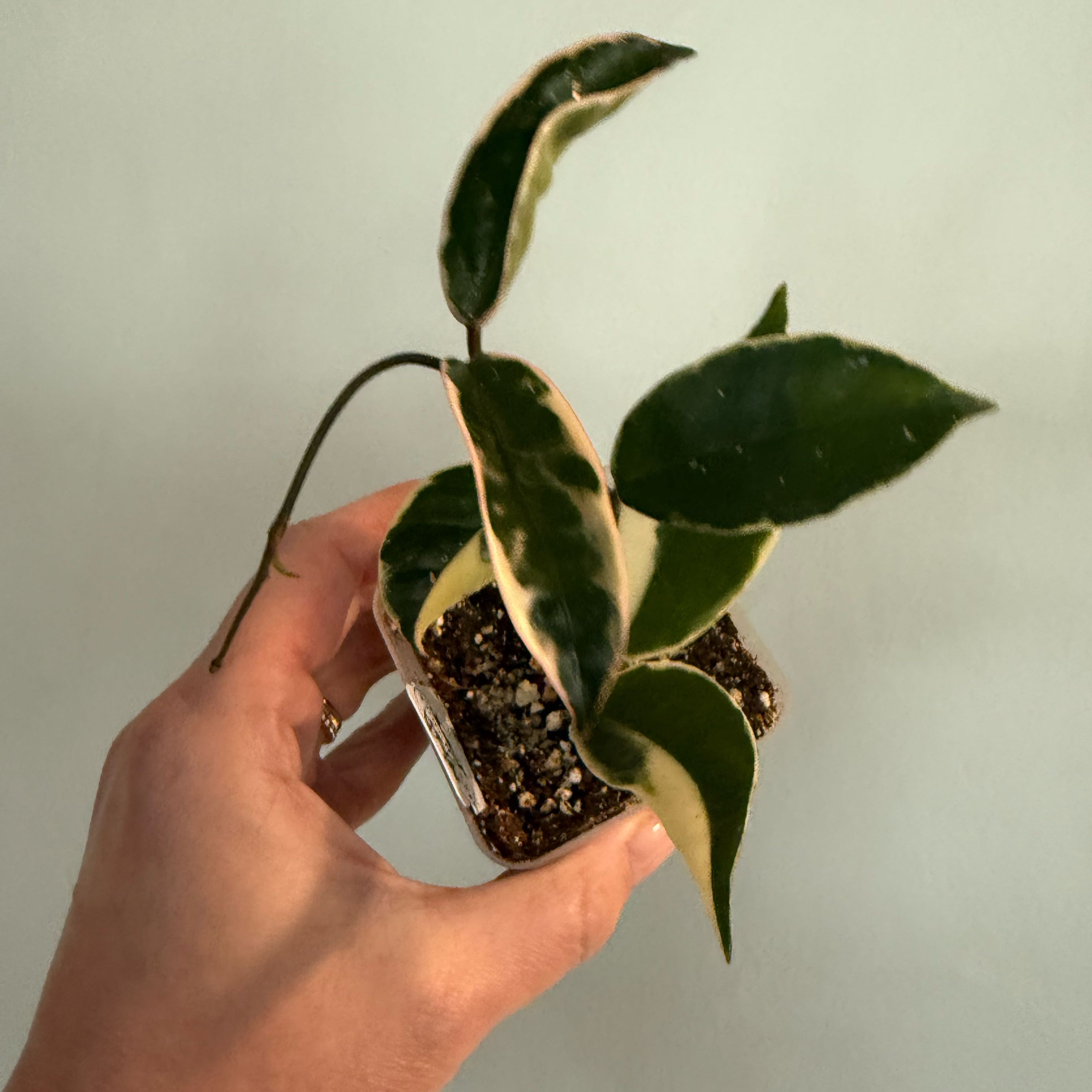 Photo of the plant species Hoya Suzie Q by @Murph3g named Suzie Q on Greg, the plant care app