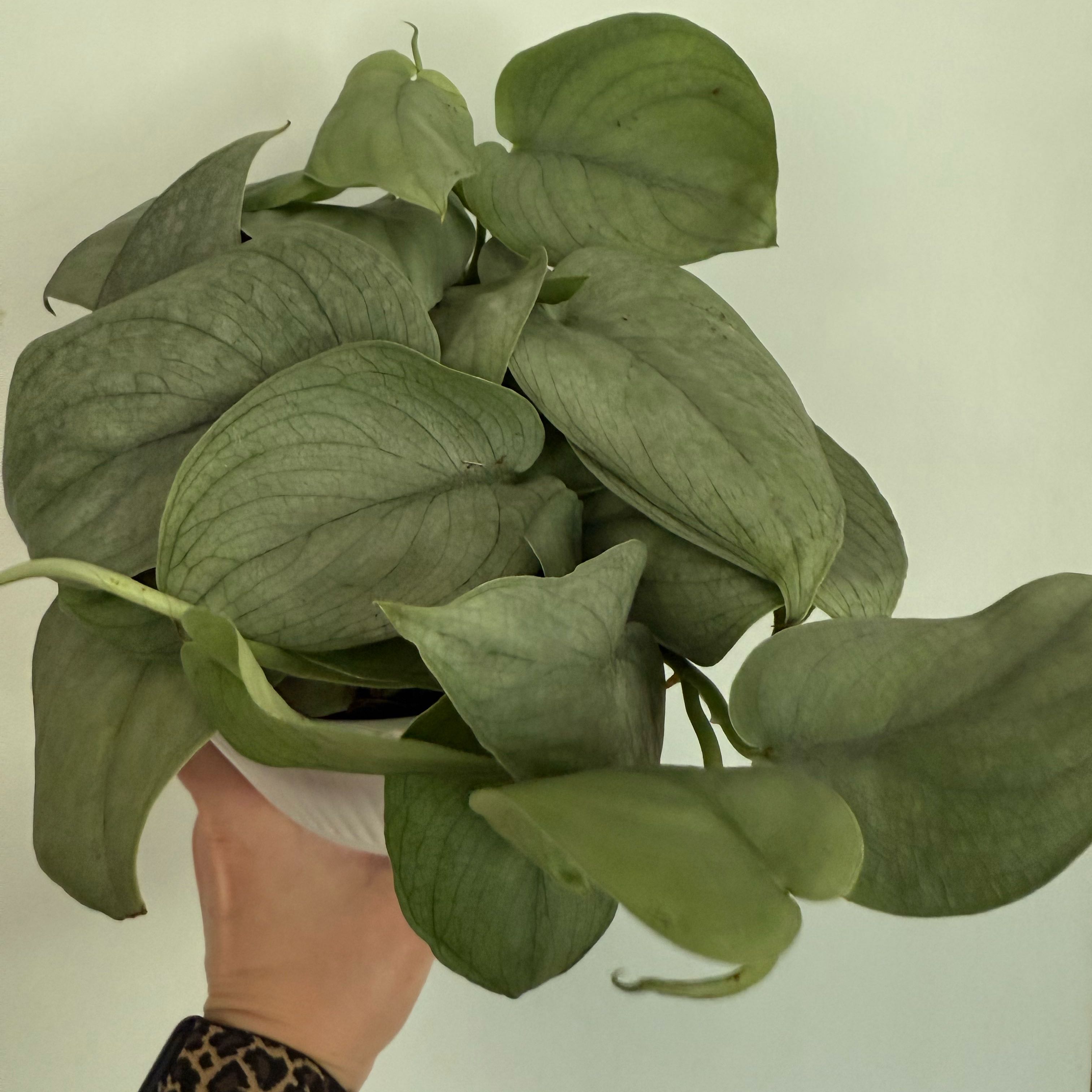 Photo of the plant species Satin Pothos by @Murph3g named James Dean on Greg, the plant care app
