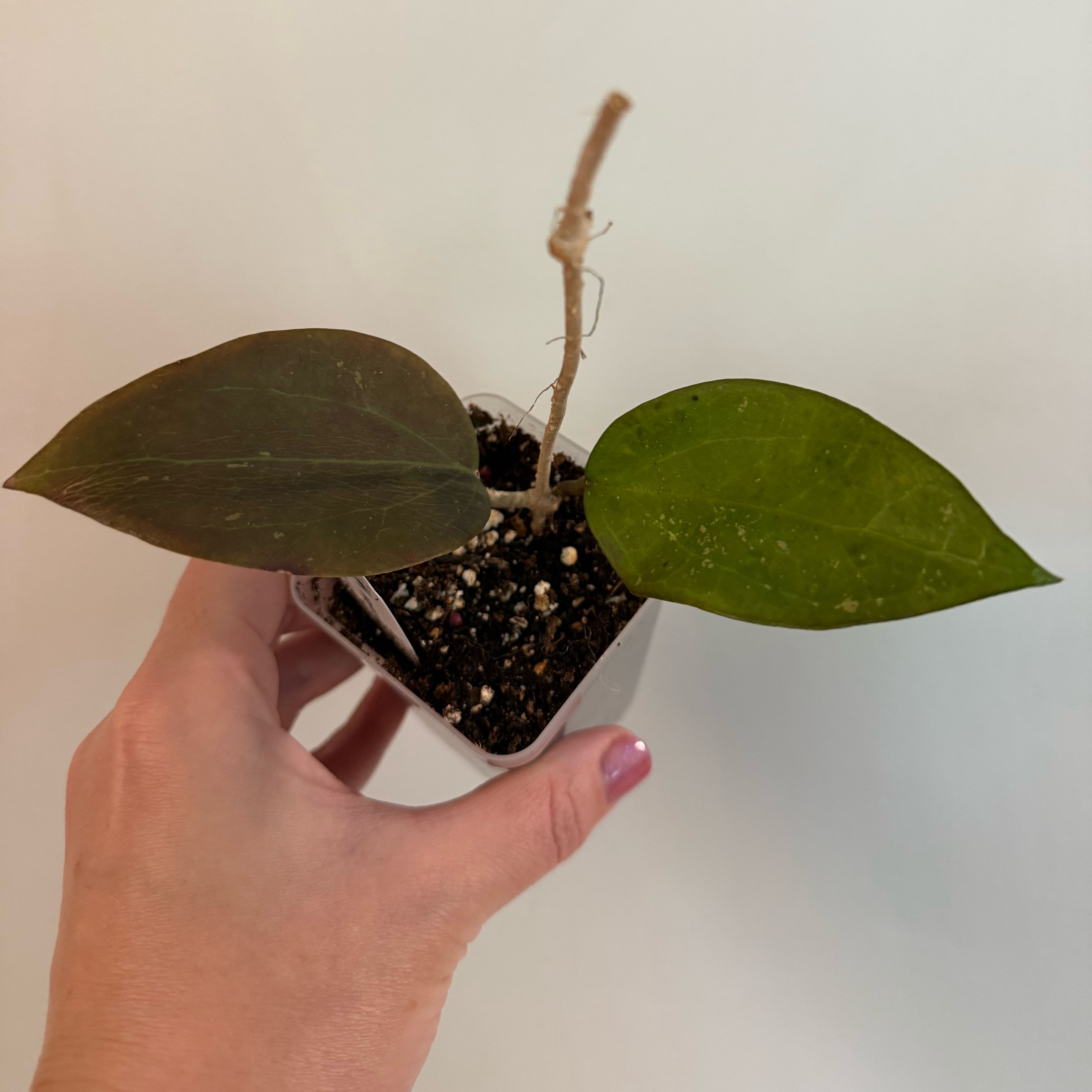 Photo of the plant species Hoya AH Battleground by @Murph3g named da Vinci on Greg, the plant care app