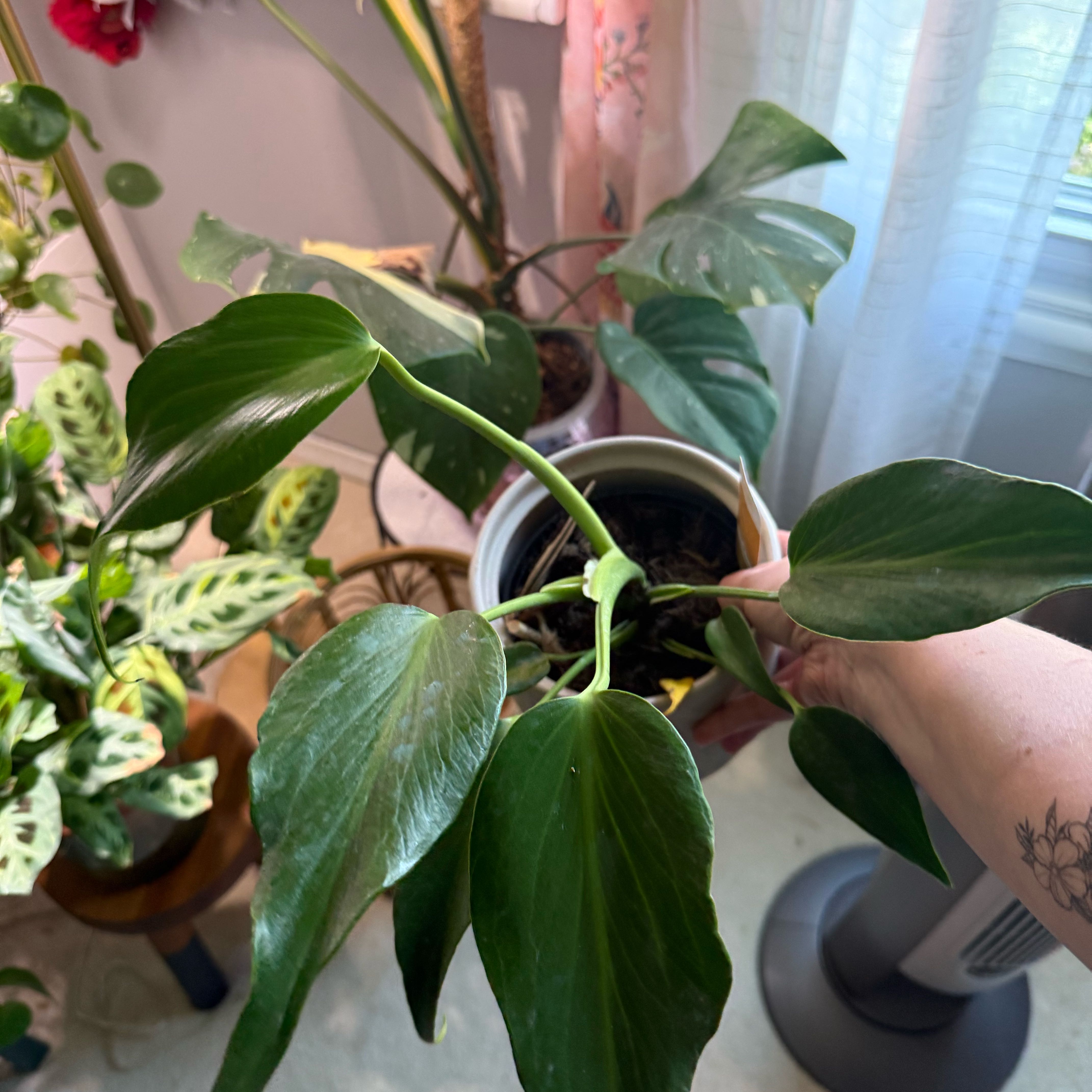 Photo of the plant species Monstera Burle Marx Flame by @Murph3g named Tolkien on Greg, the plant care app