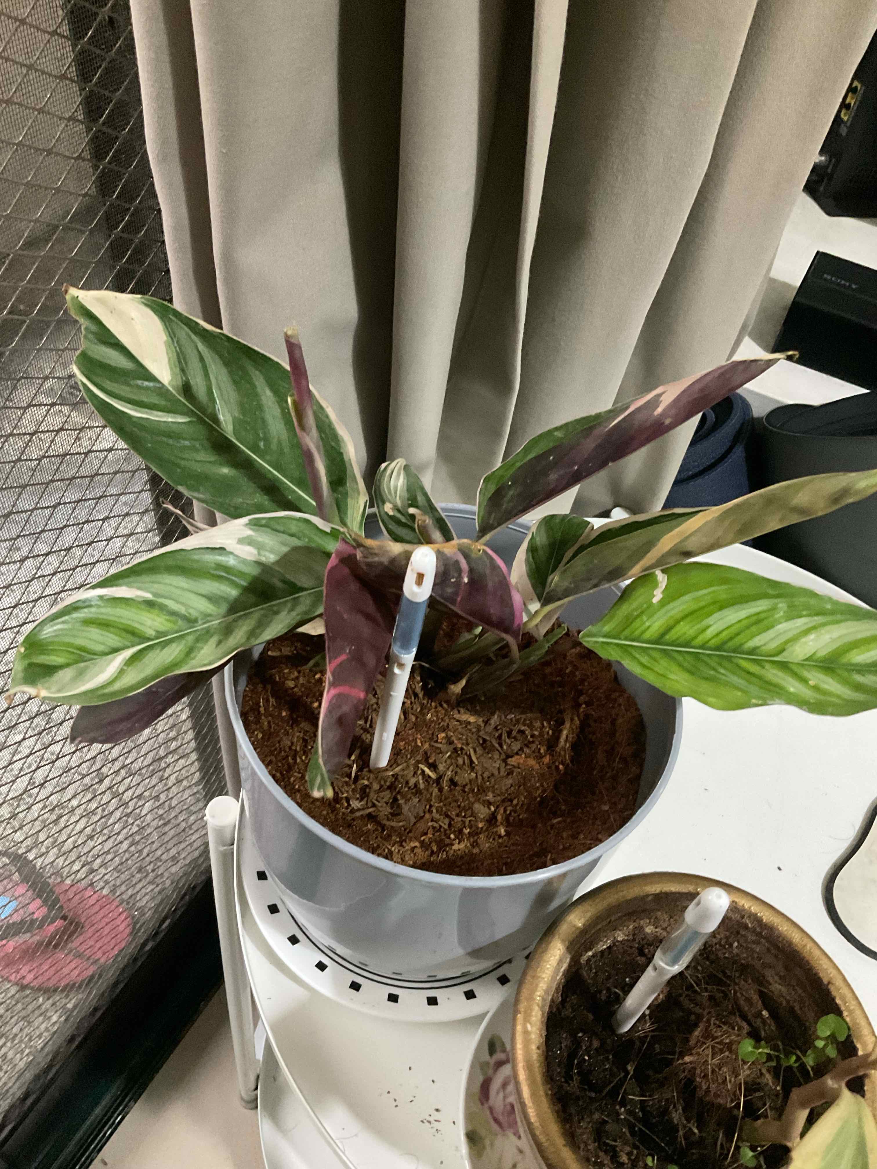 Zebra Calathea plant in a pot with some leaf discoloration, placed indoors near a window.