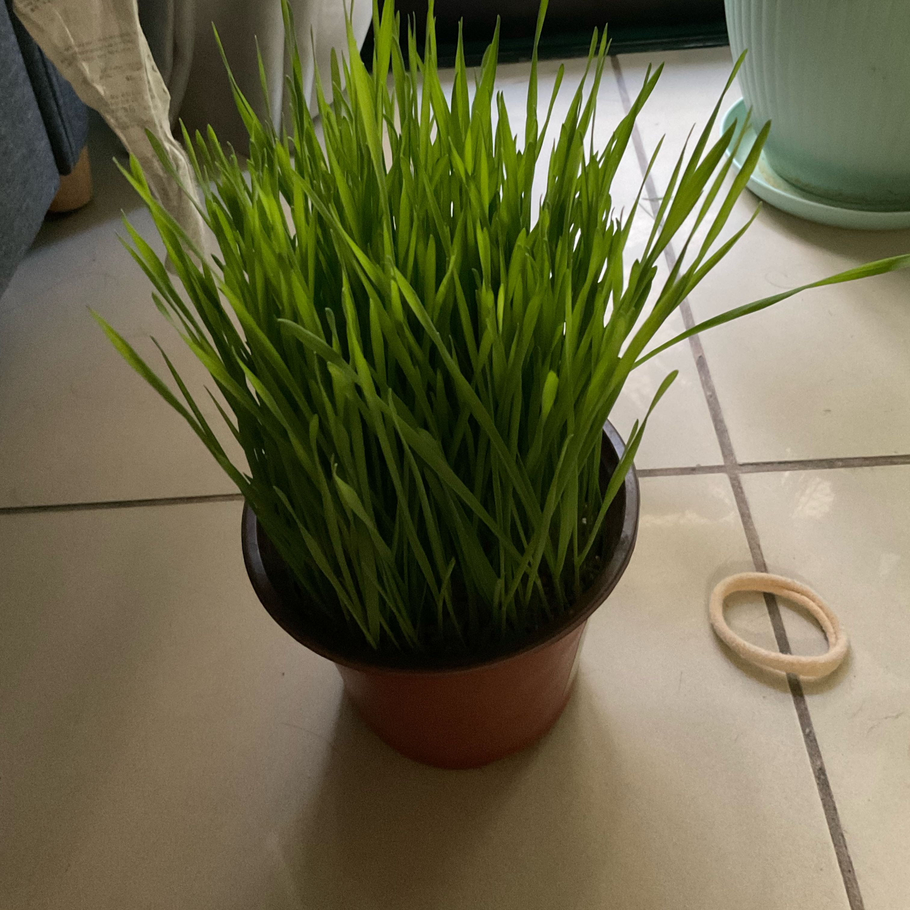 A healthy potted wheatgrass plant with long, slender green leaves.