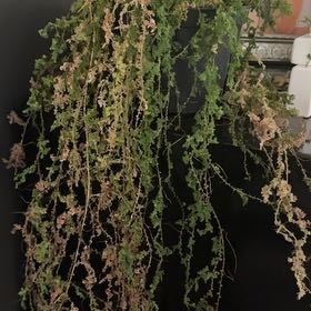 Photo of the plant species peacock fern by @FastTurkeytail named Leonardo on Greg, the plant care app
