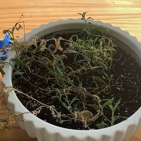 Photo of the plant species Pennington Wildflower by @FastTurkeytail named Delilah on Greg, the plant care app