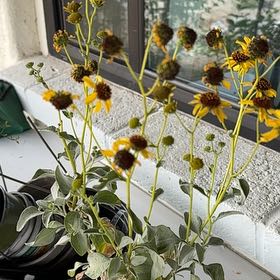 Photo of the plant species Brittlebush by @FreshCashew named Tupot amaroot on Greg, the plant care app
