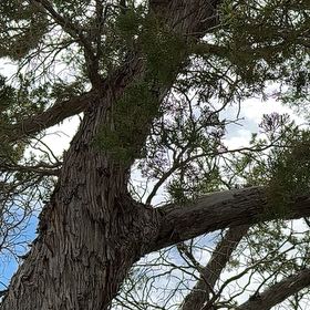 Photo of the plant species Utah Juniper by @FreshCashew named Muhammad Ali on Greg, the plant care app