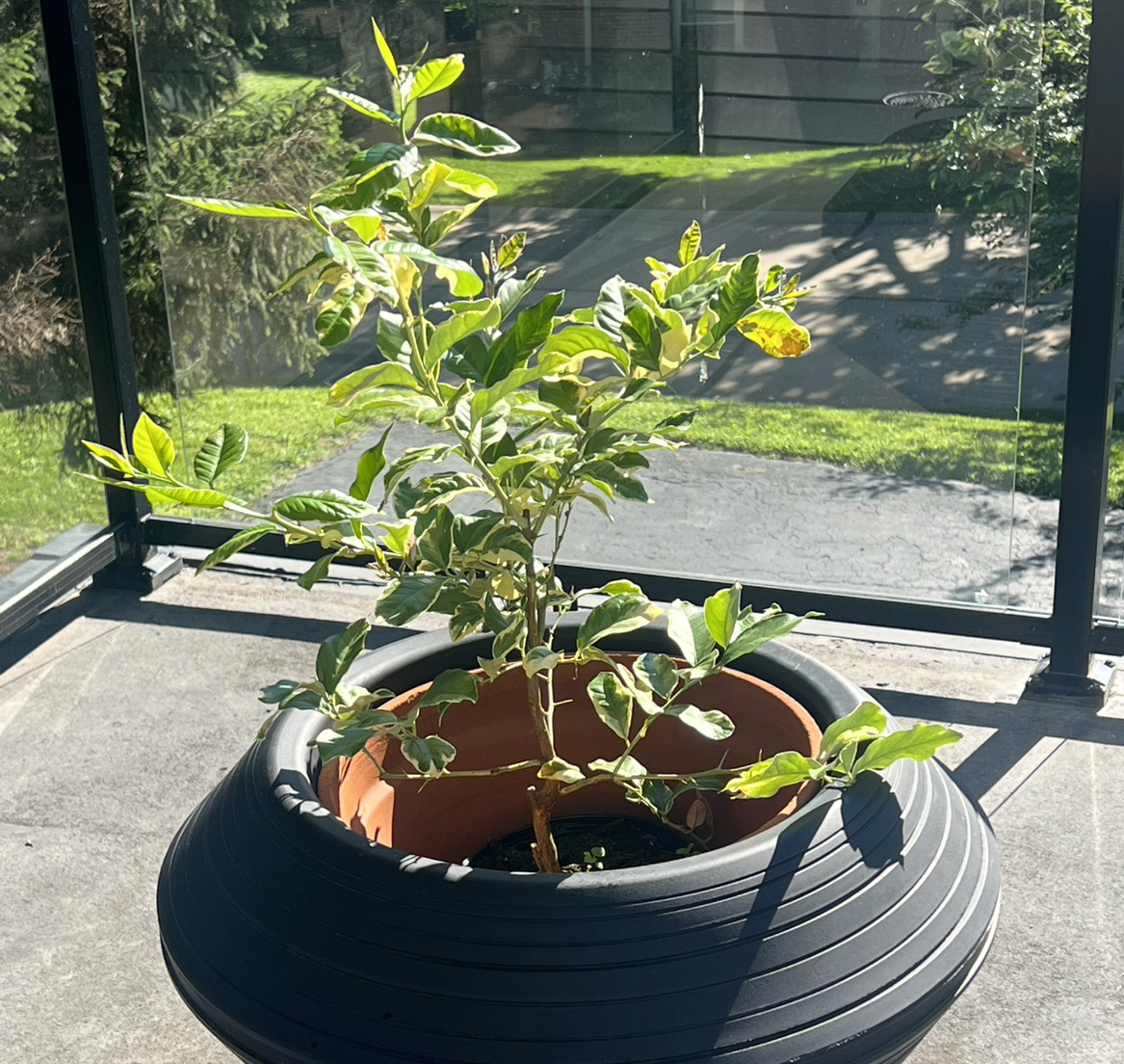 Photo of the plant species Variegated Lemon by @AceCurlyheads named Remington on Greg, the plant care app