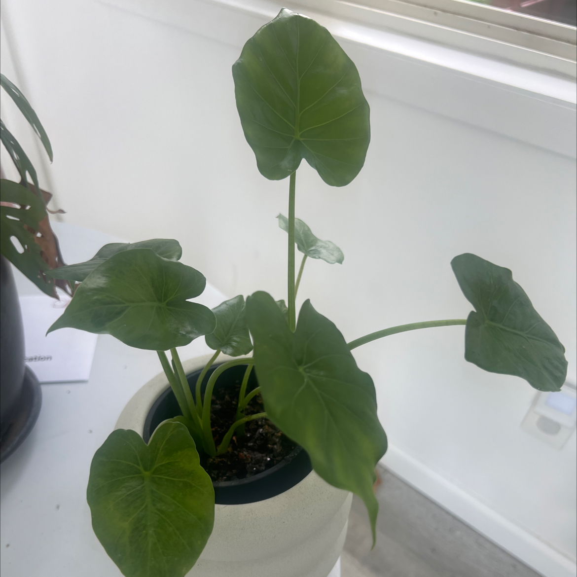 Photo of the plant species Calidora Elephant's Ear by @AceCurlyheads named Tolkien on Greg, the plant care app