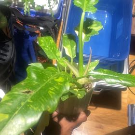 Photo of the plant species Prismacolor Golden Girl Philodendron by @NYCPlantDaddi named Aria on Greg, the plant care app