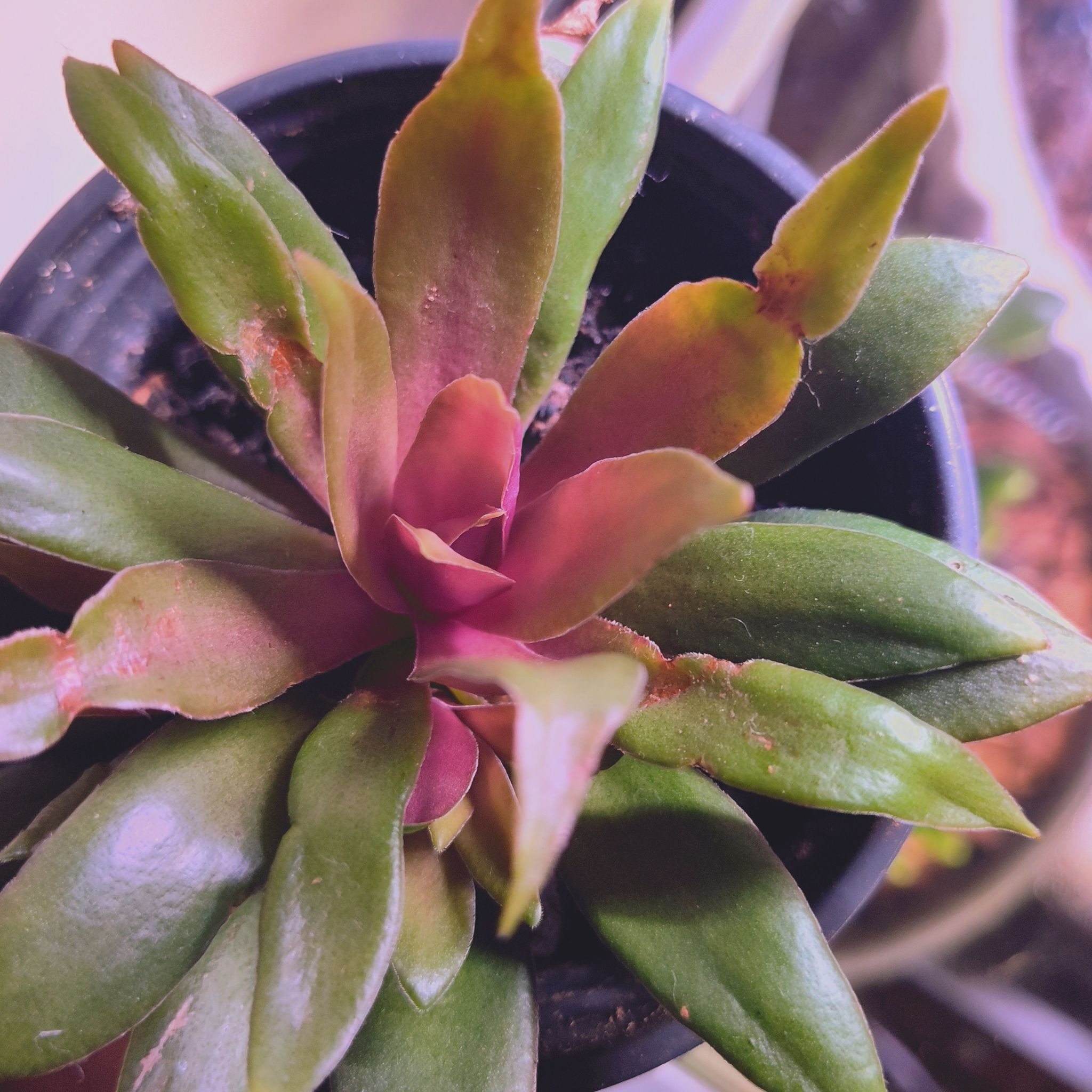 Photo of the plant species Curly Jade by @DynamicBluesage named Lola on Greg, the plant care app
