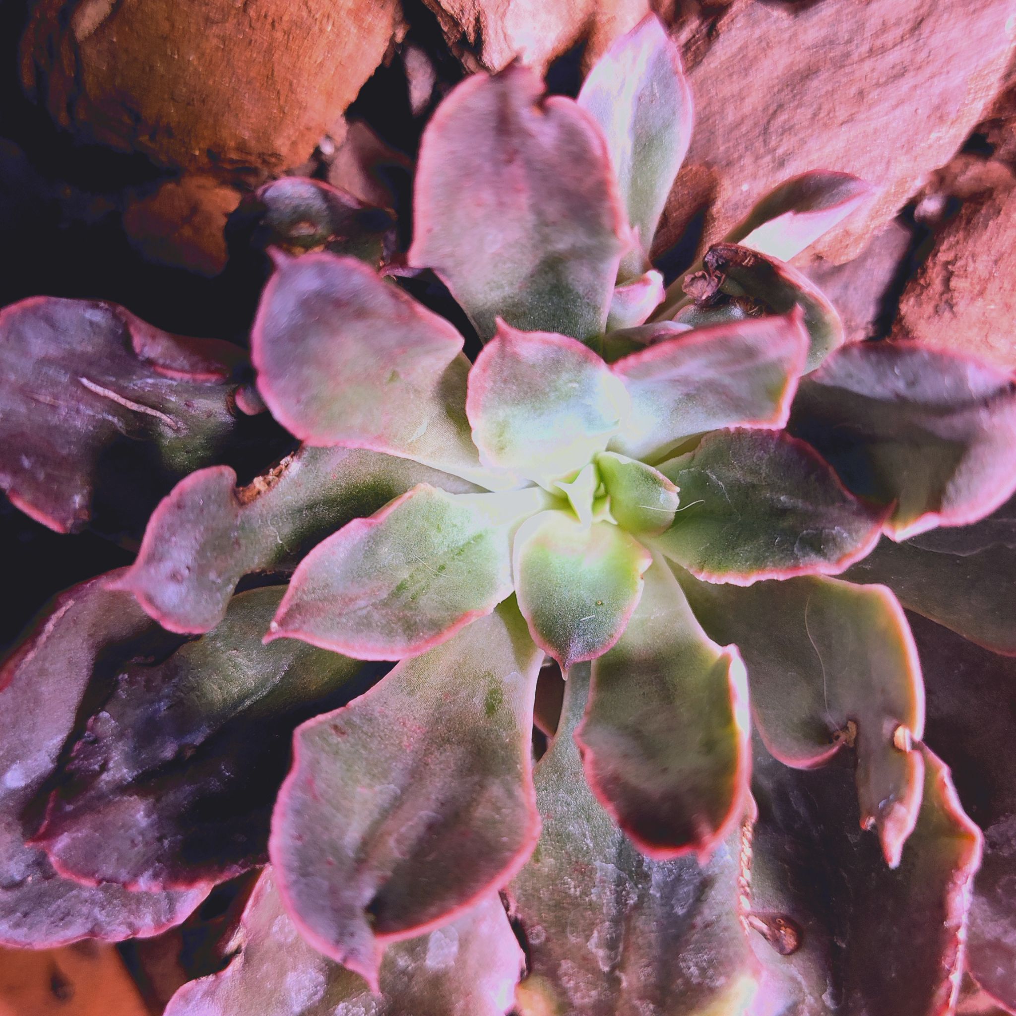 Photo of the plant species Red Prince Echeveria by @DynamicBluesage named Einstein on Greg, the plant care app