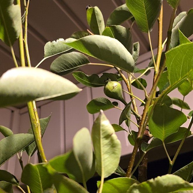 Photo of the plant species Kieffer Pear by @CuteJuneplum named Hemingway on Greg, the plant care app