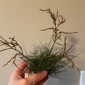 Photo of the plant species Filifolia by @FairHoya named Emerson on Greg, the plant care app
