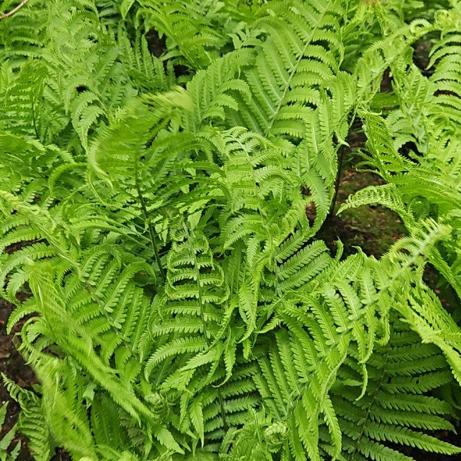 Photo of the plant species Matteuccia by @MusicalVetiver named Lavender on Greg, the plant care app