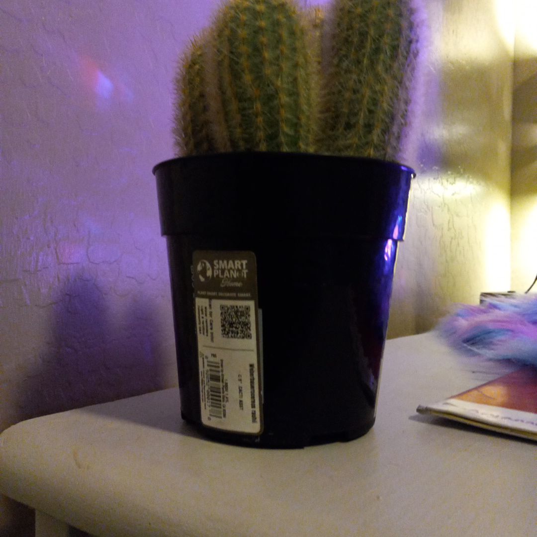 Photo of the plant species Weberbauerocereus rauhii by @LeadAlicesundew named Beyonce on Greg, the plant care app