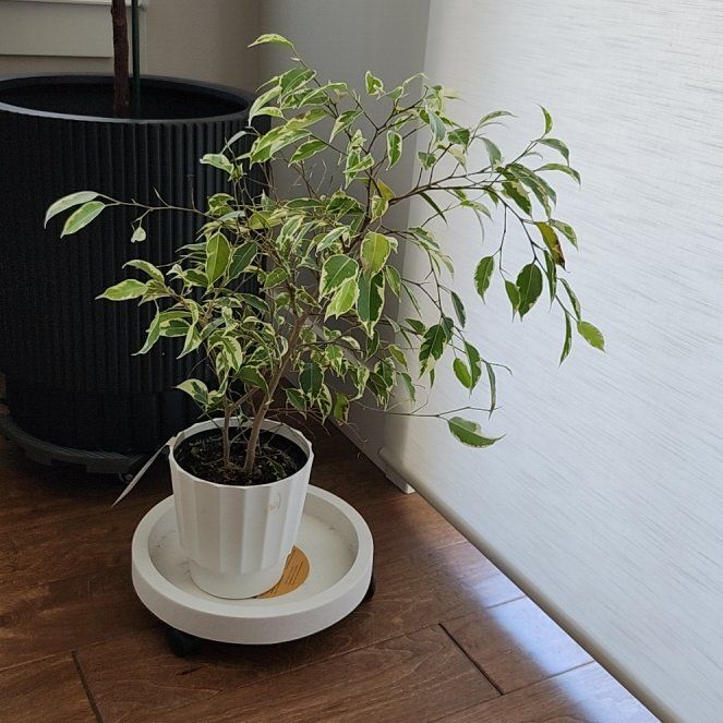 Photo of the plant species Ficus 'Starlight' by @AnewFicus named Darwin on Greg, the plant care app