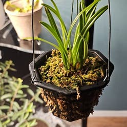 Dracula Orchid plant