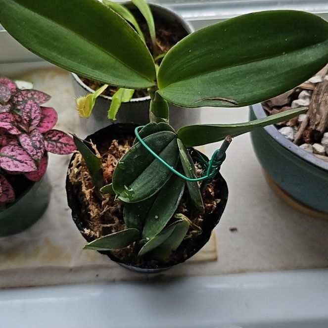 Photo of the plant species Cattleya schilleriana by @QuickRevolution named Denali on Greg, the plant care app