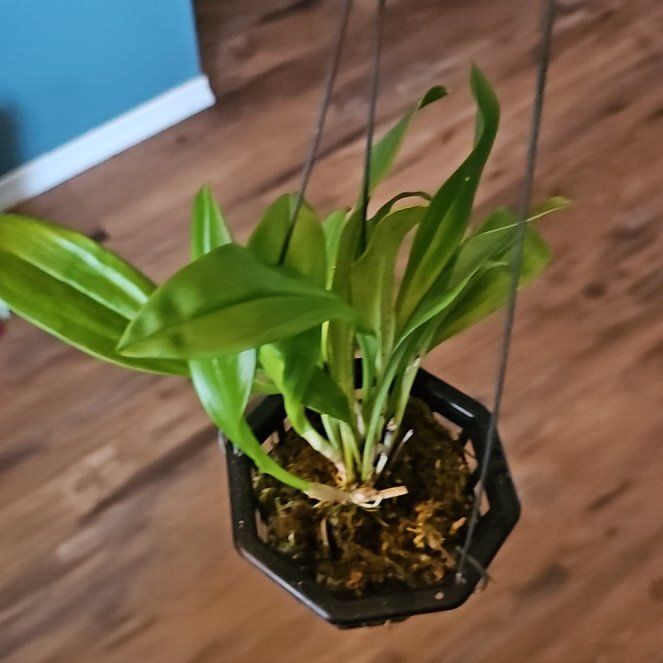 Photo of the plant species Dracula Orchid by @QuickRevolution named Daphne on Greg, the plant care app