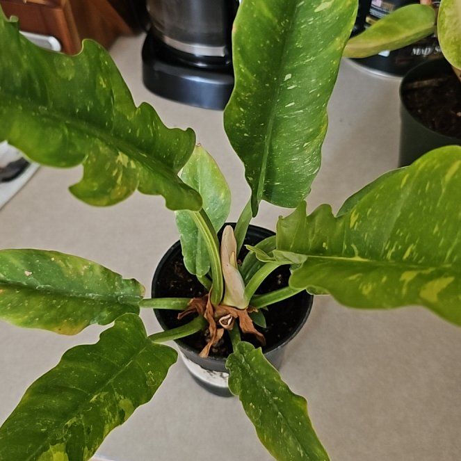 Plant care for Billie on Greg, the plant care app