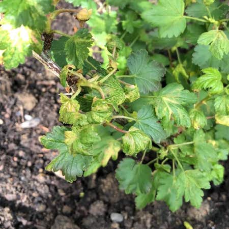 Photo of the plant species Ribes Uva-Crispa by @AwakeOleaster named Captain Plant-it on Greg, the plant care app
