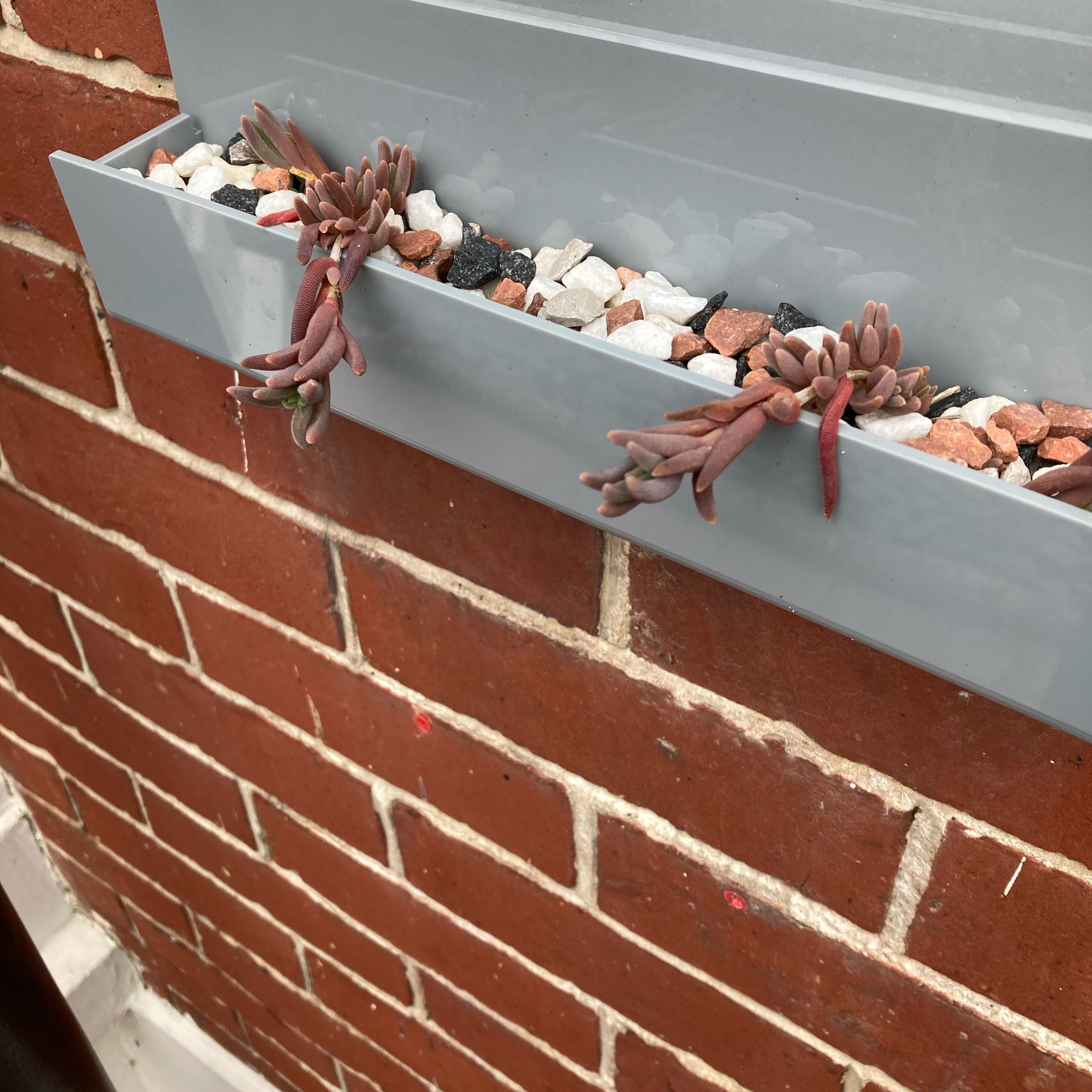 Iceplant in a planter box attached to a brick wall, with reddish, fleshy leaves.