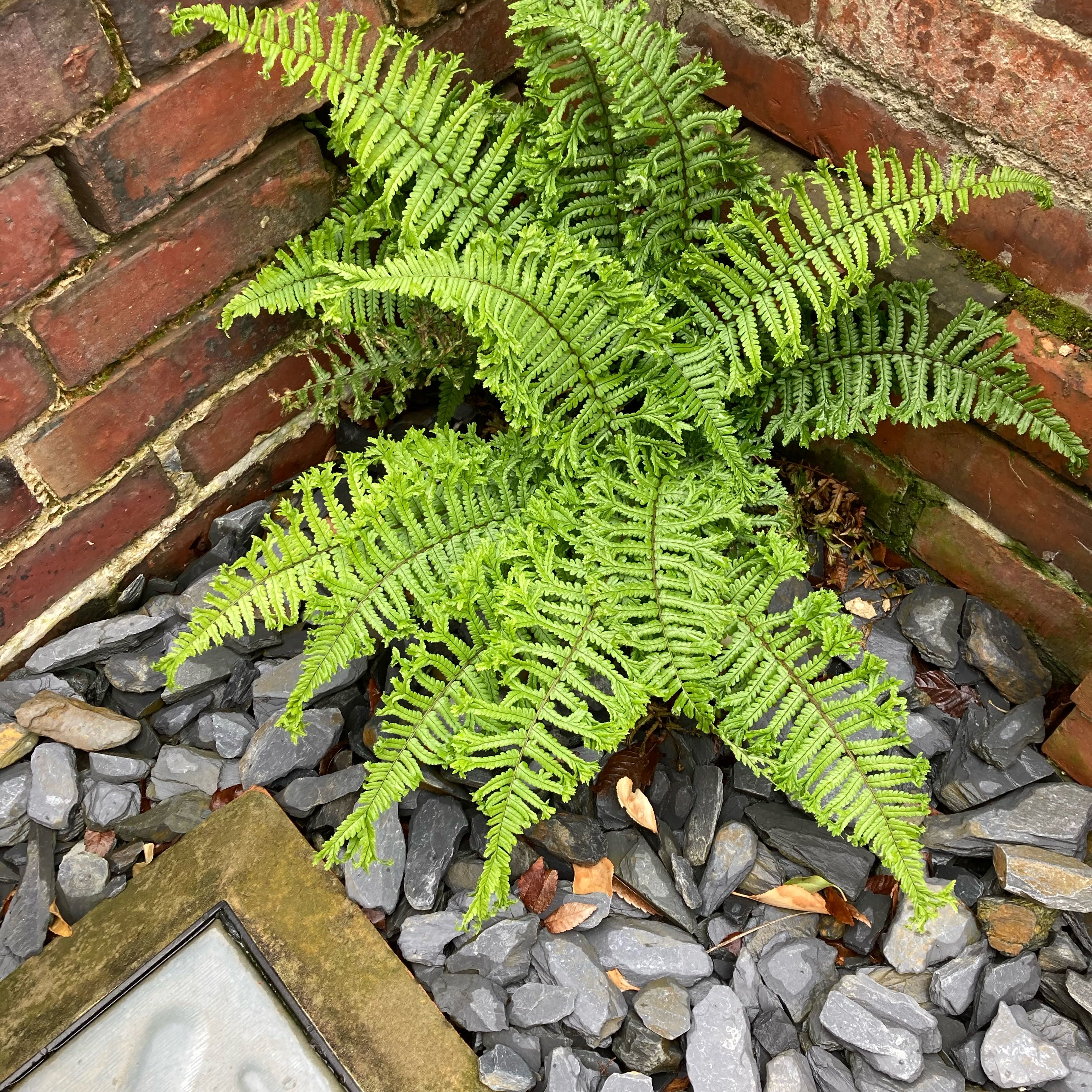 Photo of the plant species Golden-Scale Male Fern by @SwiftOxtongue named Anne on Greg, the plant care app