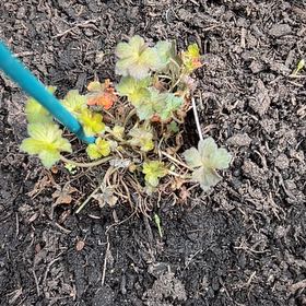 Photo of the plant species Orkney Cherry by @SwiftOxtongue named da Vinci on Greg, the plant care app