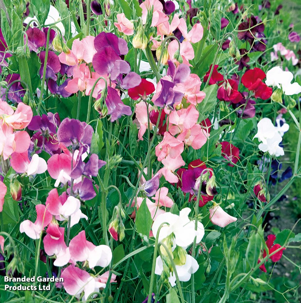 Photo of the plant species Annual Sweet Pea by @SwiftOxtongue named Fernie Mac on Greg, the plant care app