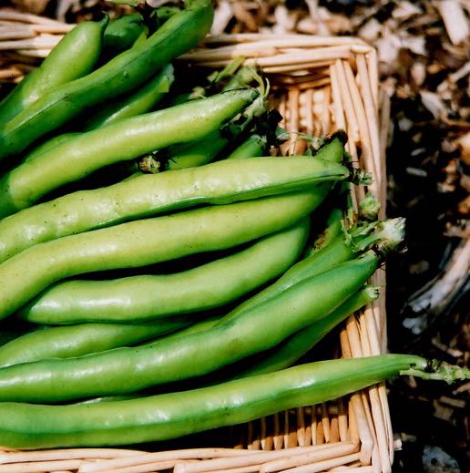 Photo of the plant species Broad Bean by @SwiftOxtongue named Clooney on Greg, the plant care app
