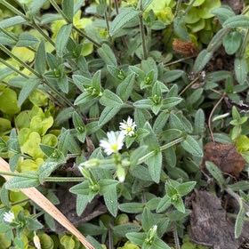Photo of the plant species Sticky Chickweed by @ChosenWateroak named Orwell on Greg, the plant care app