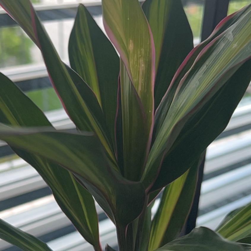 Photo of the plant species Drácena Kiwi by @NewAndeansage named Naomi on Greg, the plant care app
