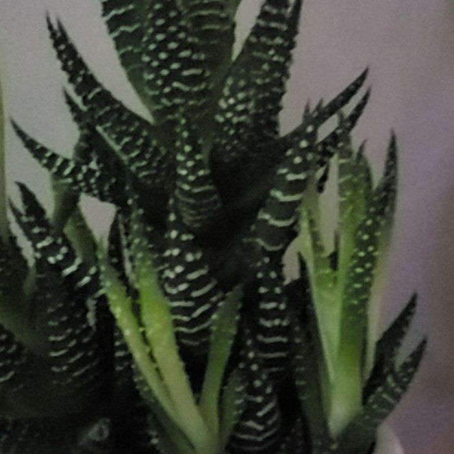 Tree Diddy | A plant by @AgileCasimiroa on Greg