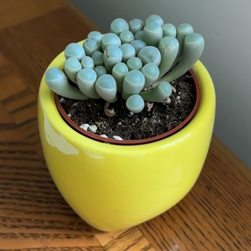 Photo of the plant species Living Stone by @greenHaiLo named Robert on Greg, the plant care app