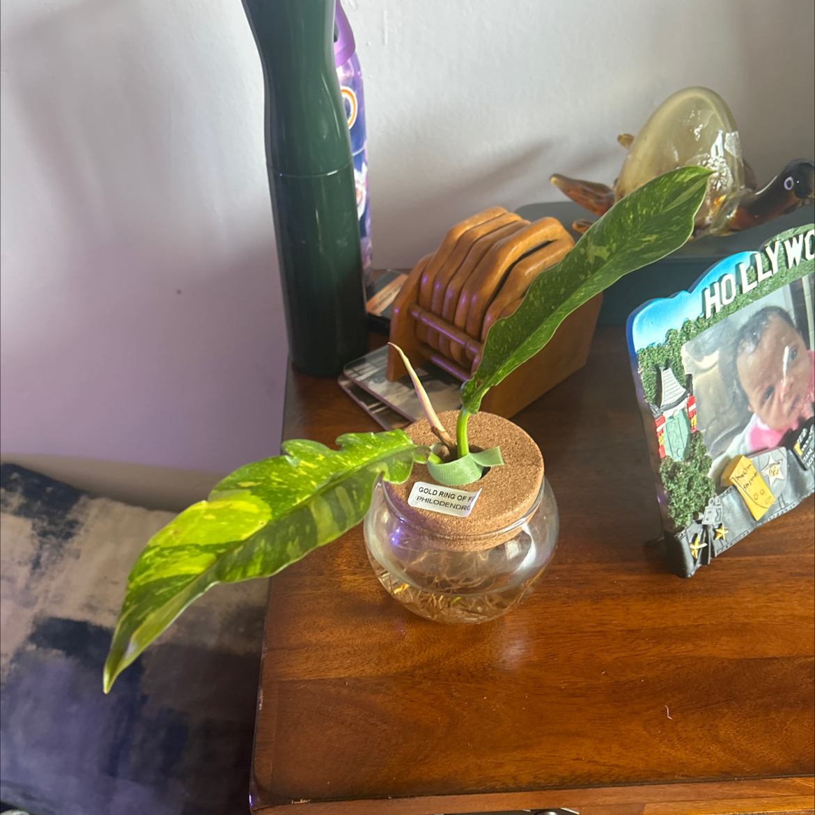Photo of the plant species Philodondren Gold Ring Of Fire by @VibrantShyleaf named Harry on Greg, the plant care app