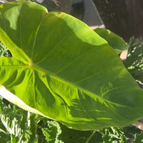 Photo of the plant species Colocasia 'Royal Hawaiian Maui Gold' by @VivaciousNoni named Bigleef Smalls on Greg, the plant care app