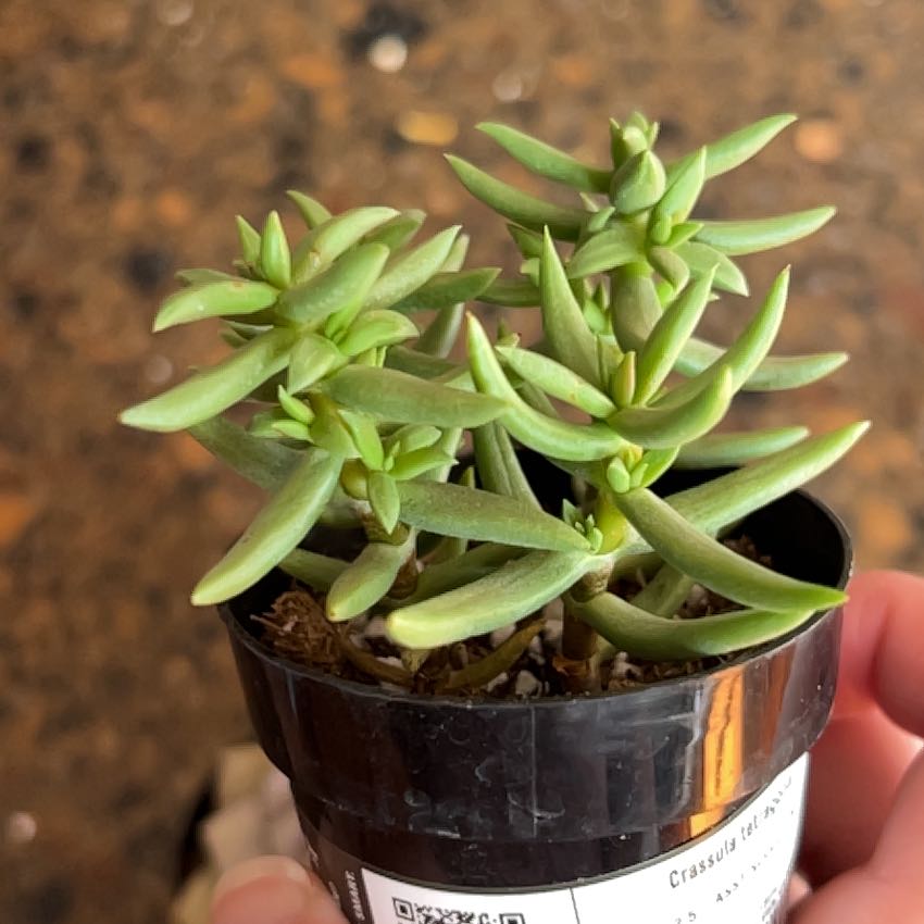 Photo of the plant species Crassula tetragona 'Mini Form' by @EloquentAchiote named Michelle Branch on Greg, the plant care app