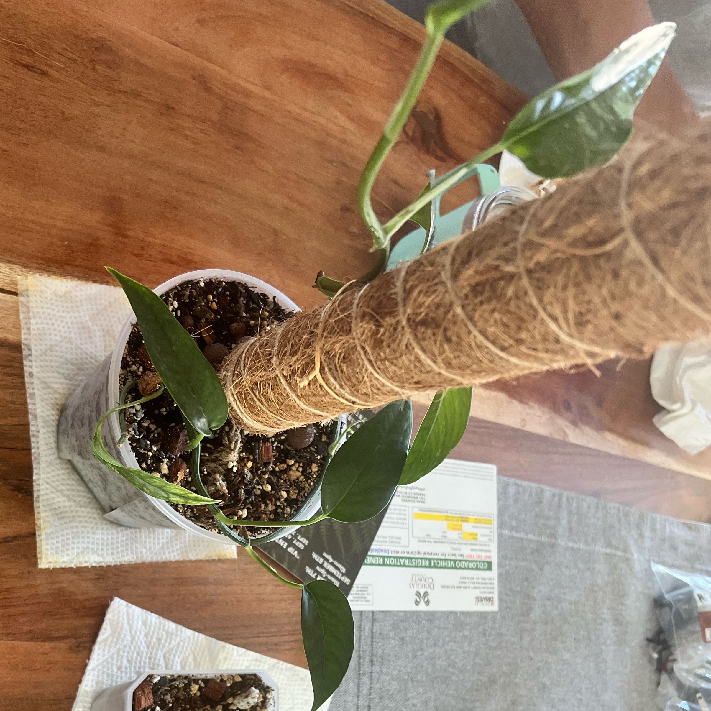 Photo of the plant species Monstera standleyana 'aurea' by @babybellef named Harmony on Greg, the plant care app