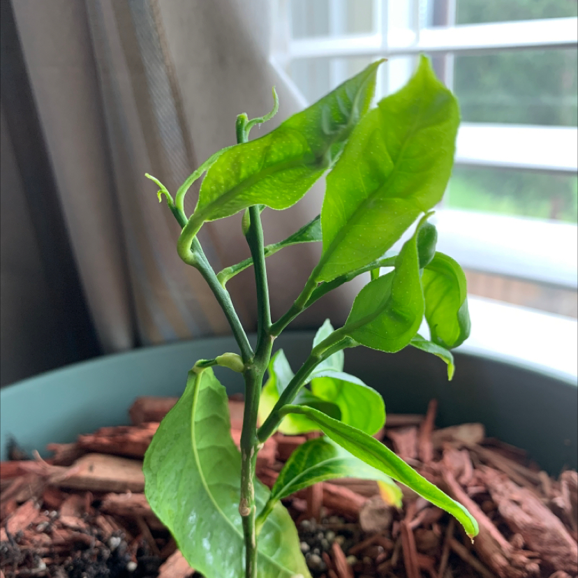 Young lemon plant with green leaves in a pot near a window.