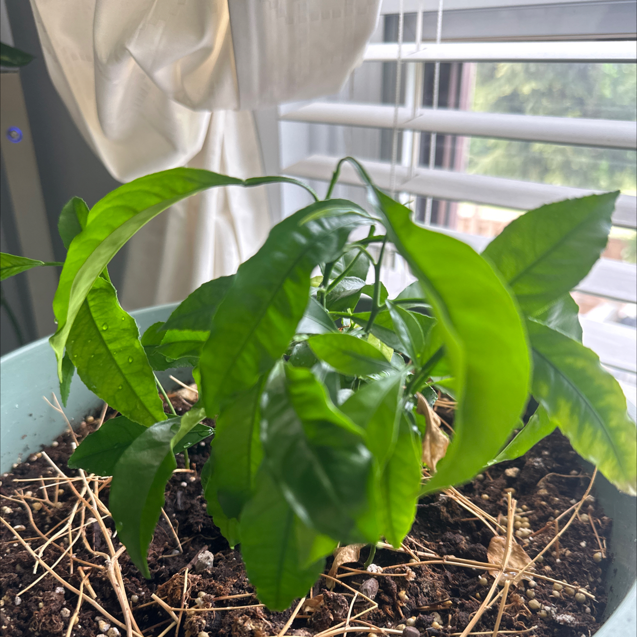 Young Orange Tree plant in a pot with healthy green leaves and visible soil.