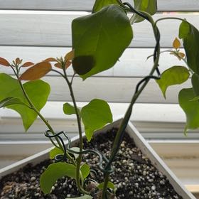 Photo of the plant species Bougainvillea Tree by Myriam named bougainvillea (Bonsai) on Greg, the plant care app