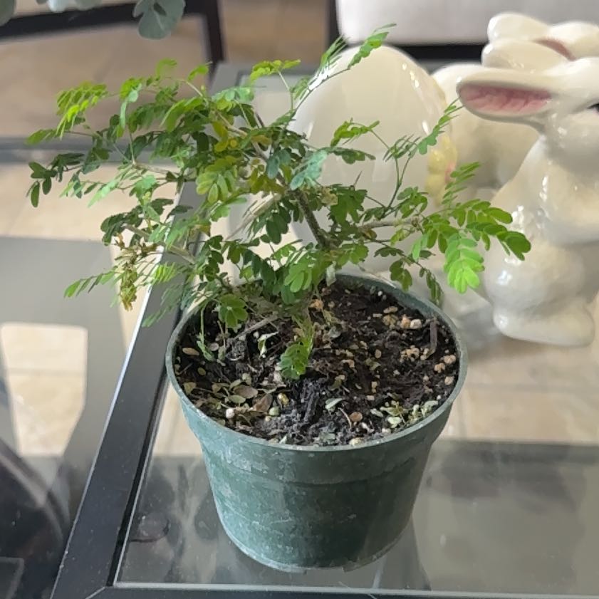 Photo of the plant species Brazilian Rain Tree by Myriam named Brazilian Rain Tree TV TV on Greg, the plant care app