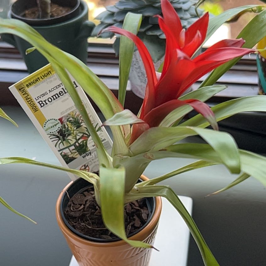 Photo of the plant species Orange Bromeliad by @YeveDogviolet named Einstein on Greg, the plant care app