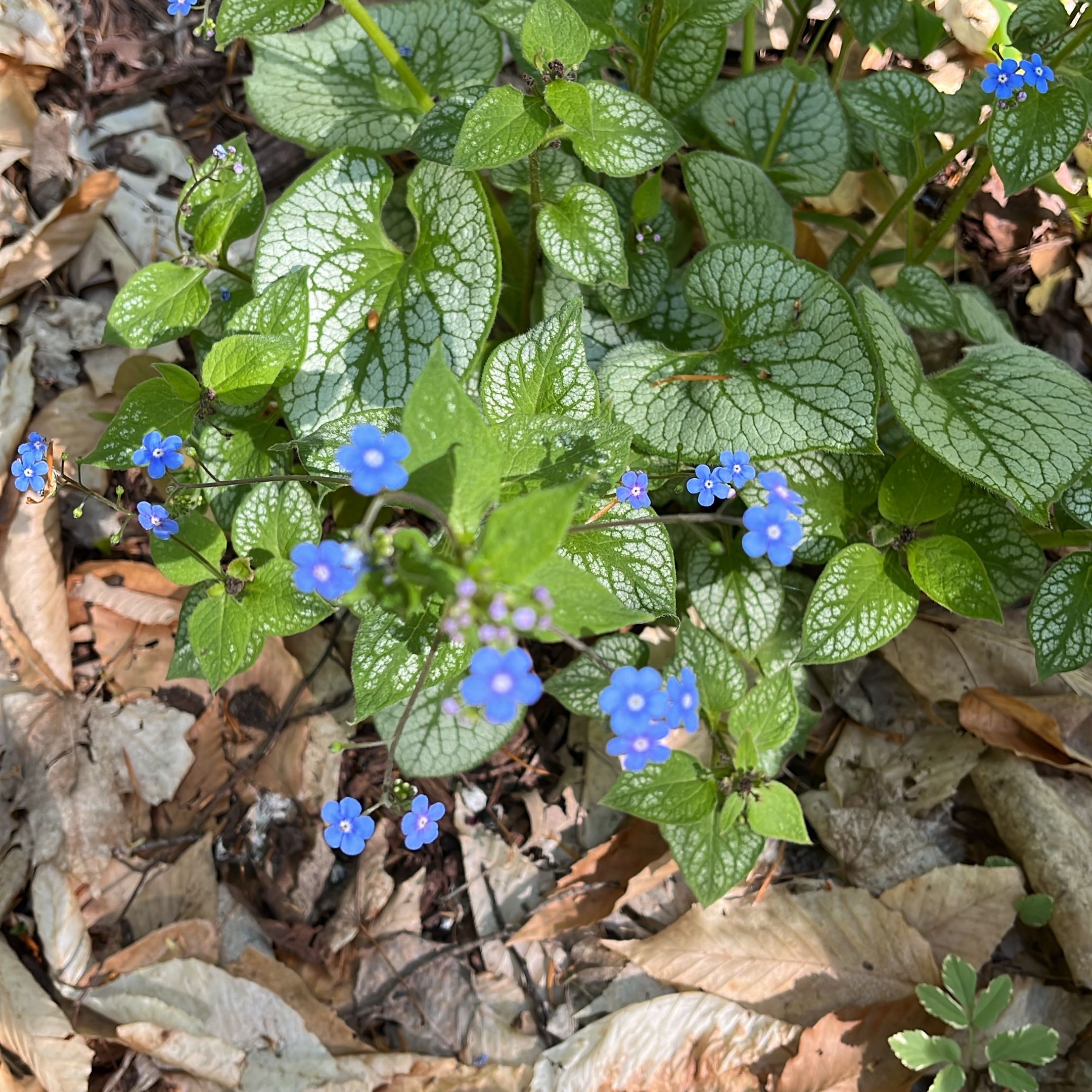 false Forget-Me-Not plant with blue flowers and green leaves with white veining.